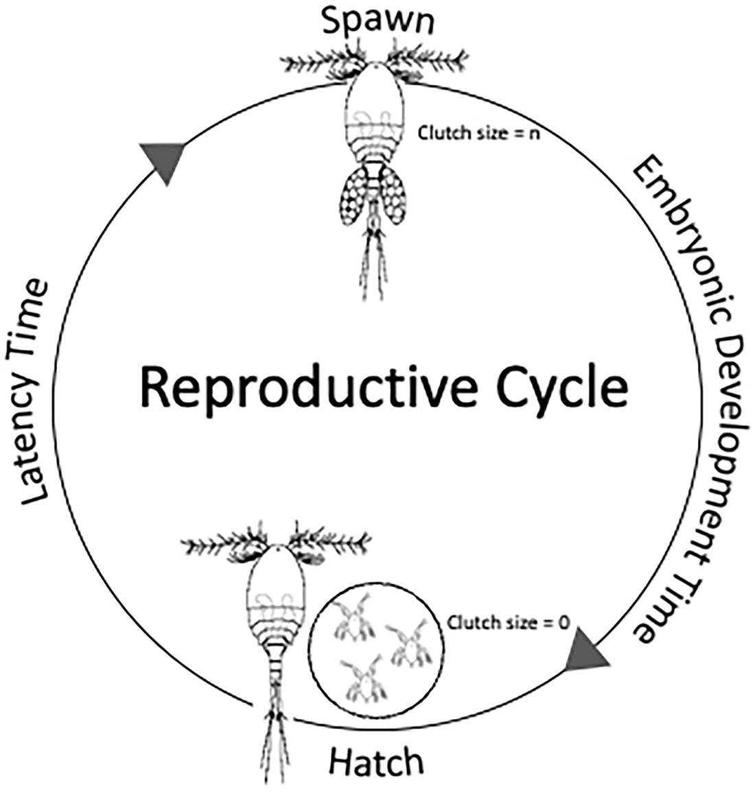 The Fascinating Life Cycle of Live Copepods