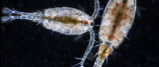 Reef Tank Trinity: How Copepods, Phytoplankton, and Water Quality Work Together