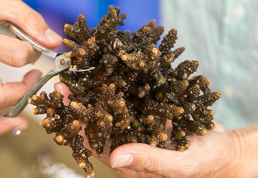Coral Growth and Propagation - How to Frag Corals
