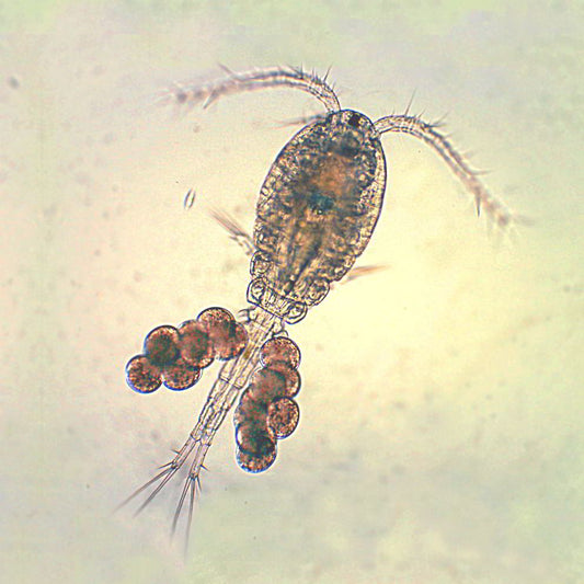 Boosting Marine Aquarium Health with Copepods and Phytoplankton