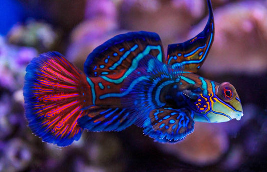 How to ‘Copepods’ in Your Aquarium in the Most Cost-Effective Way