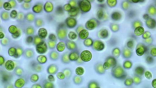 Boost Aquarium Ecosystem with Live Phytoplankton