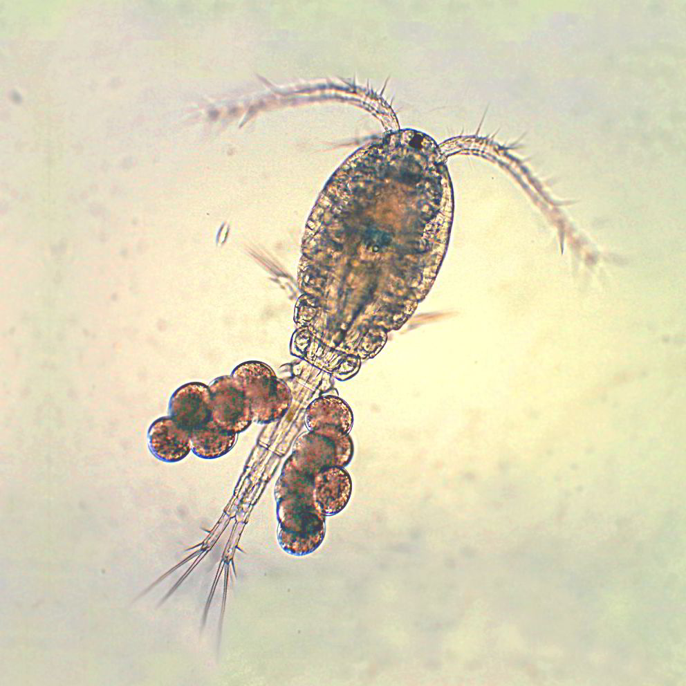 Live Copepods