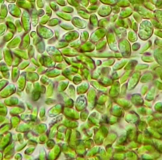 Phytoplankton